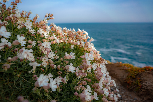 wild flowers on the coast of  the ocean