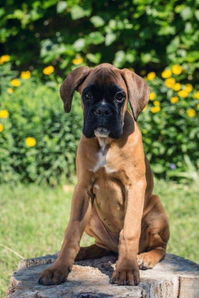 istock Little boxer dog posing on the stump. 1144993434
