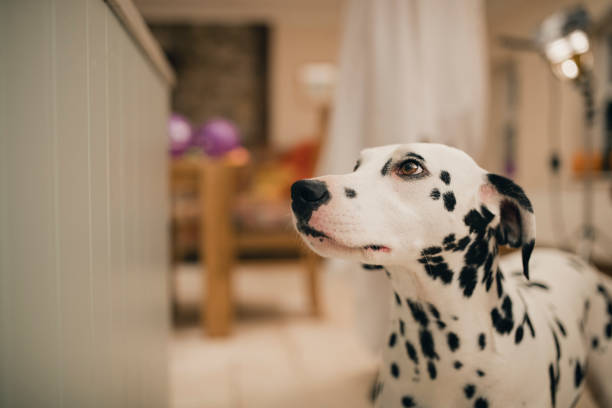 istock The Perfect Pet 1144993958