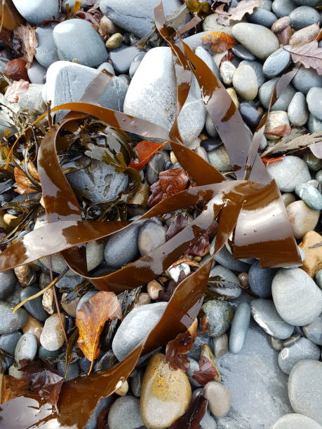 Close-up of wet seaweed and pebbles on a beach in Aberystwyth, Wales.