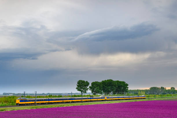 istock Train passing blossoming purple tulips in a field  during a stormy spring afternoon 1144995304