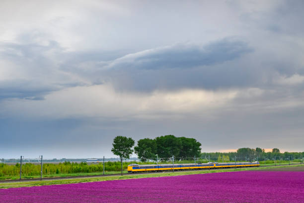 istock Train passing blossoming purple tulips in a field  during a stormy spring afternoon 1144995315