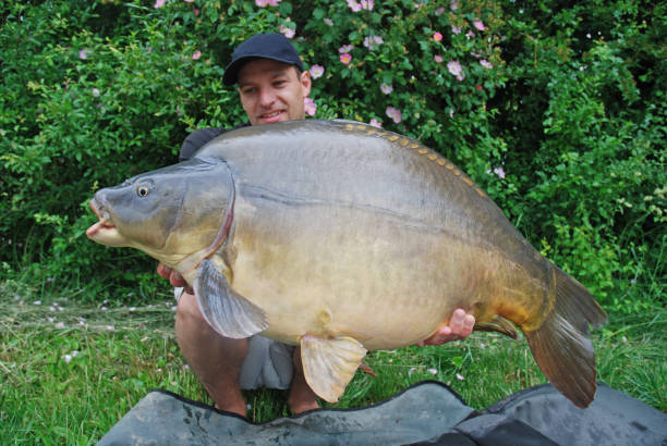 istock Fishing scene, catch of fish, large mirror carp 1144995491