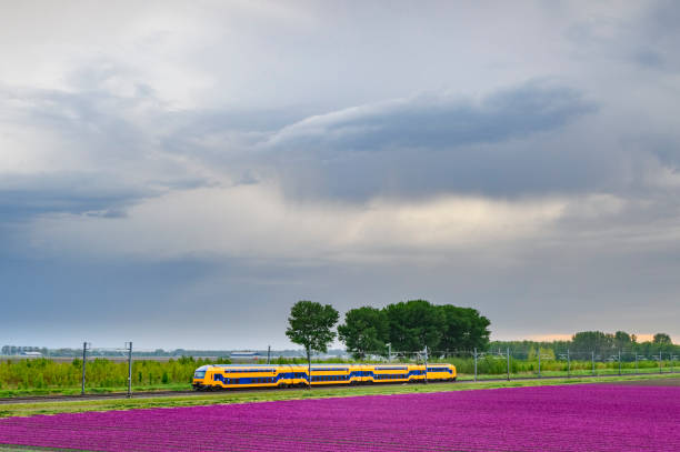 istock Train passing blossoming purple tulips in a field  during a stormy spring afternoon 1144995509