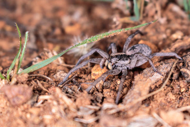istock A Tasmanicosa Wolf Spider hunting for food 1144995548