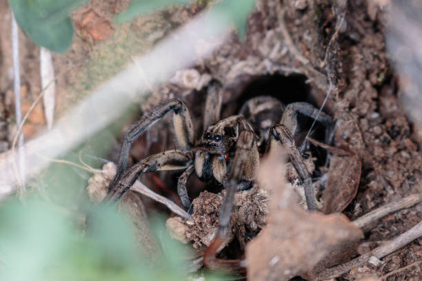 istock A Tasmanicosa Wolf Spider in its hole 1144995550