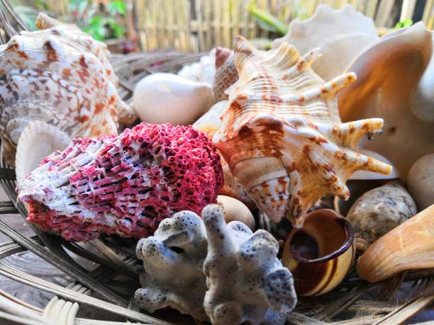 istock Seashells ornaments at a beach apartment 1144995753