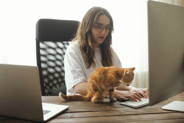 istock cat and business 1144997250
