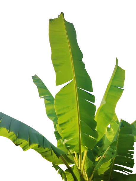 istock texture of green banana leaf isolated on white background 1144997366
