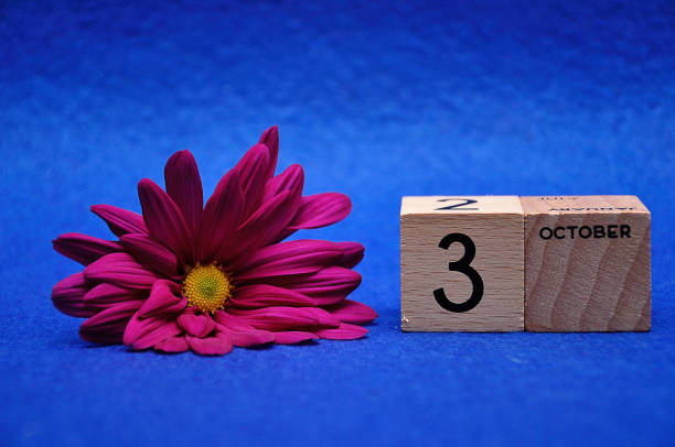 istock 3 October on wooden blocks with a purple daisy on a blue background 1144998180
