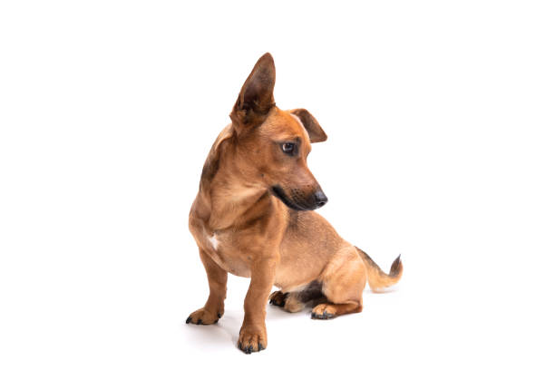 istock Young and small brown dog isolated on a white background 1144998272