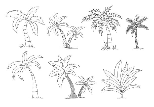 ilustrações, clipart, desenhos animados e ícones de livro de coloração das palmeiras. ilustração bonita do vetor do jogo da árvore de palma do vectro - palm tree coconut palm tree vector tree