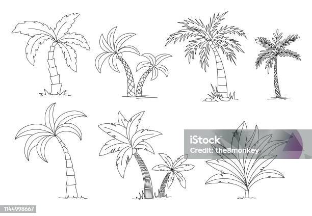 Palm Trees Coloring Book Beautiful Vectro Palma Tree Set Vector Illustration Stock Illustration - Download Image Now