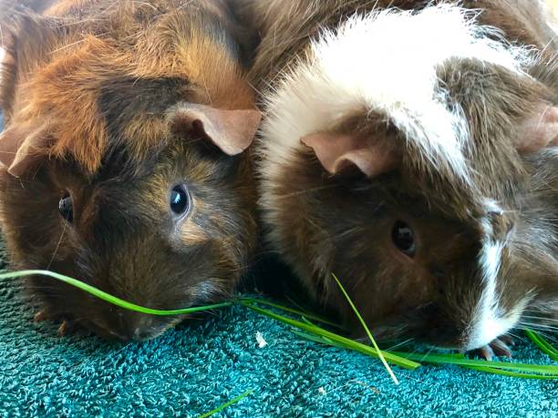 Photo of two young tortoise shell Abyssinian guinea pigs with rosettes eating grass, brown and white cavies (sows/ females) photo of children’s guinea pig pets Photo showing two young female guinea pigs or ‘sows’. This particular breed is known as Abyssinian guinea pigs, with their distinctive rosettes and spikey hair being especially popular with children looking for friendly pets. Guinea pigs become very tame with a little affection and these cavies are very fond of being held and fed grass. gerbil stock pictures, royalty-free photos & images