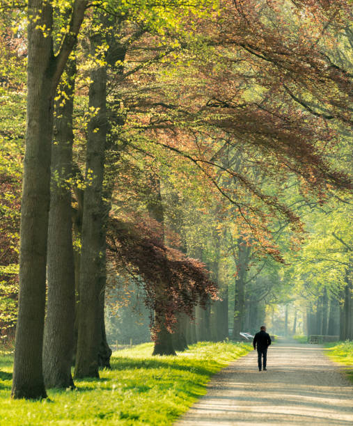 istock Rear view on senior man walking on footpath through avenue on springtime morning in sunlight 1145000236