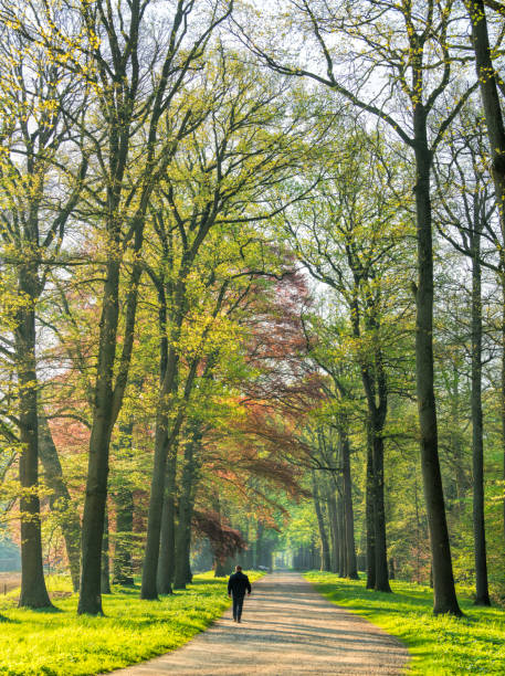istock Rear view on senior man walking on footpath through avenue on springtime morning in sunlight 1145000252