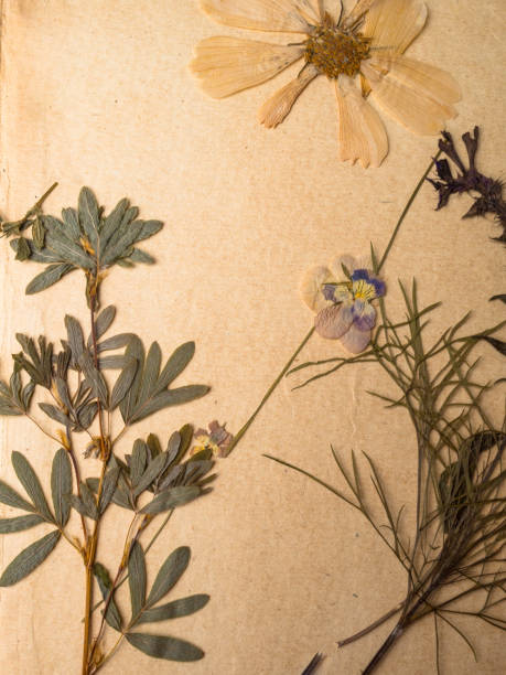 istock dried flower. Old post card on paper background 1145001316