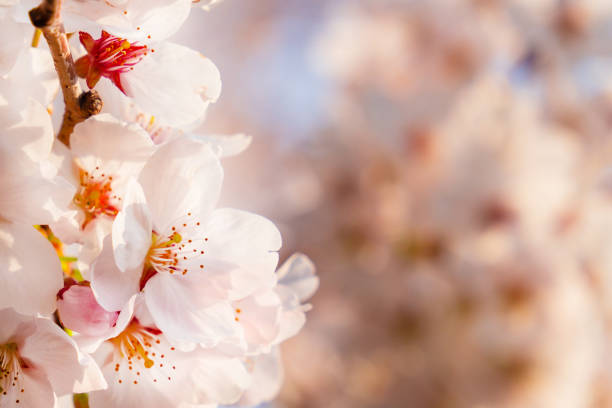istock Close-up of Cherry Blossoma 1145001788