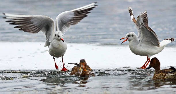 istock angry black headed gulls fighting for food on icy river 1145002905