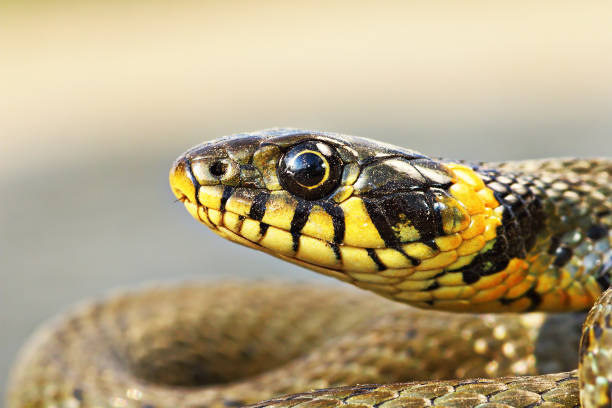 istock beautiful portrait of Natrix natrix 1145002957