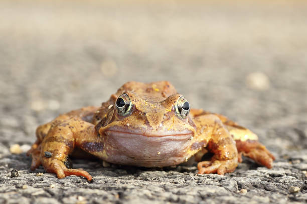 istock full length agile frog looking at the camera 1145004239