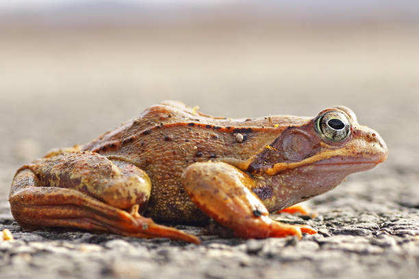 istock full length agile frog on the ground 1145004264