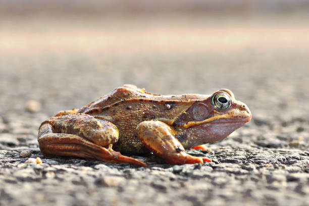 istock full length side view of agile frog 1145004281