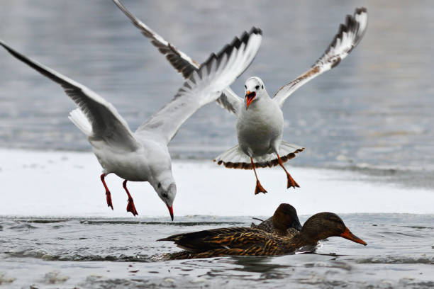 istock hungry black headed gulls fighting for food 1145004338