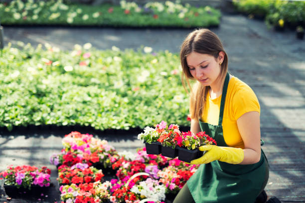 istock Young woman working in greenhouse. 1145004528