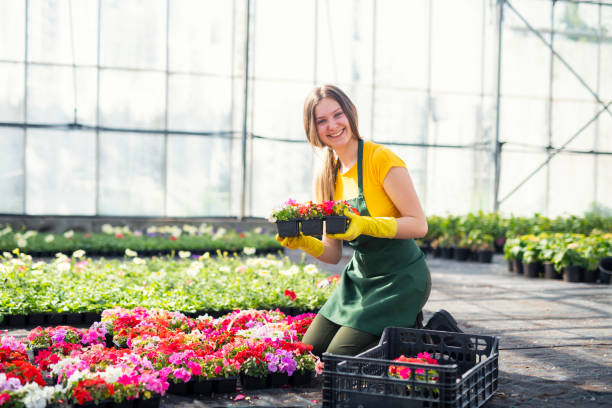 istock Young woman working in greenhouse. 1145004548
