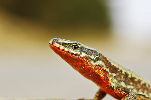 istock orange colored male  Podarcis 1145004615