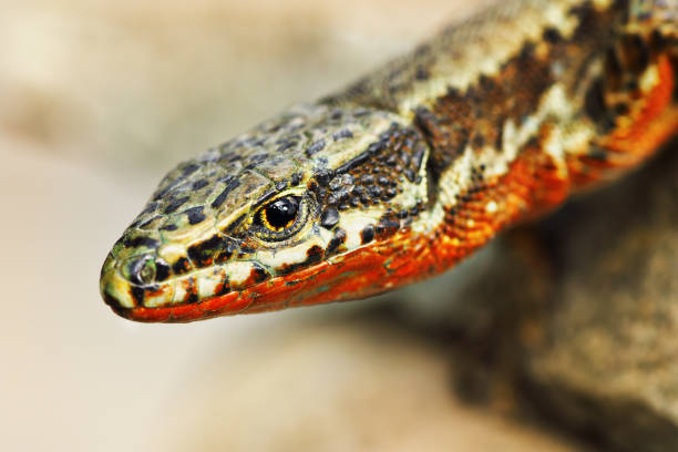 male common wall lizard portrait ( Podarcis muralis )