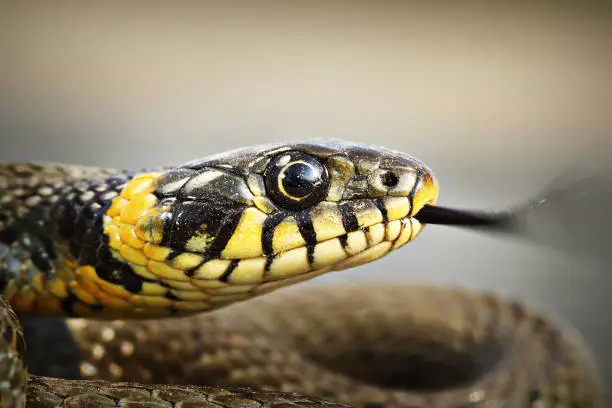 portrait of a colorful grass snake ( Natrix natrix )
