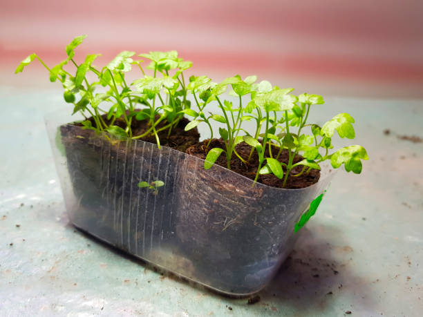 istock Seedlings - very beautiful celery seedlings in a pot 1145008886