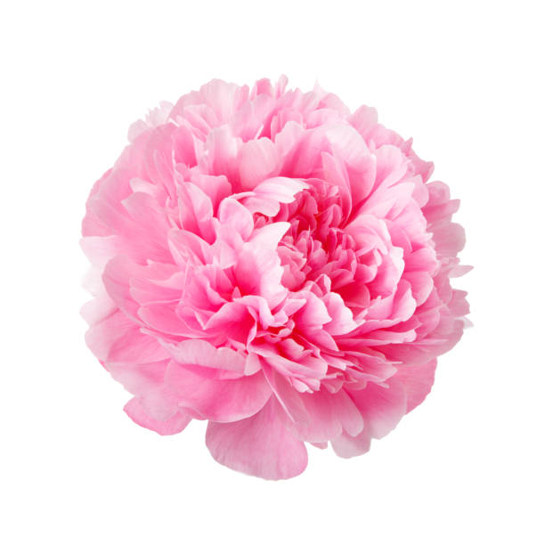istock Pink peony isolated on white background 1145010391