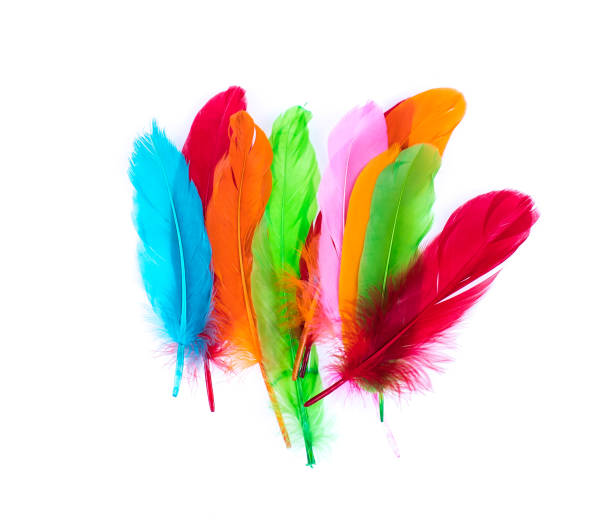 istock exotic multicolored bird feathers isolated on white background 1145010716