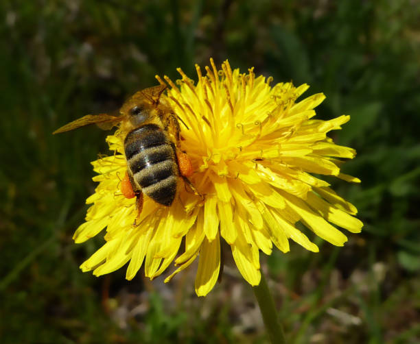 istock Close-up bee on yellow dandelion flower 1145011902