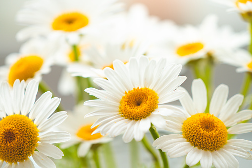 daisies isolated in spring