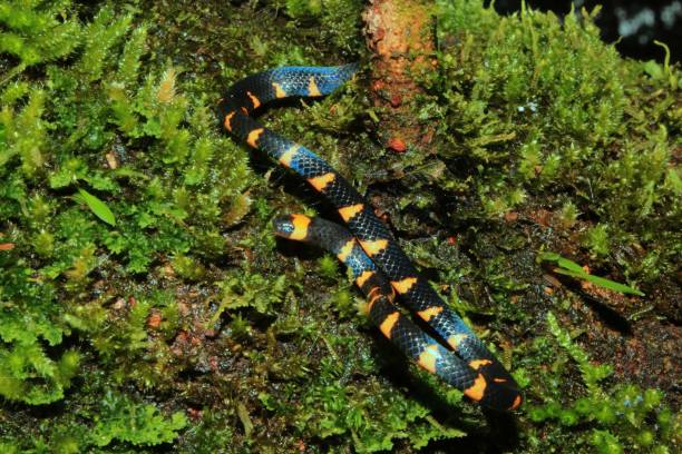 serpente coral falsa, narduccii do micrurus, coralillas com o teste padrão alaranjado preto que desliza para baixo de um tronco coberto no musgo - coral snake - fotografias e filmes do acervo