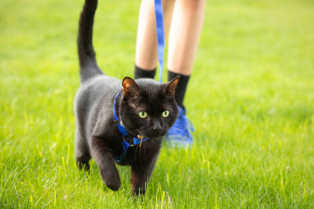 Gatto nero che viene camminato al guinzaglio - foto stock
