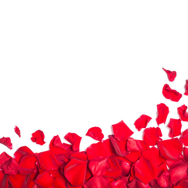 istock white background with red rose petals 1145015735