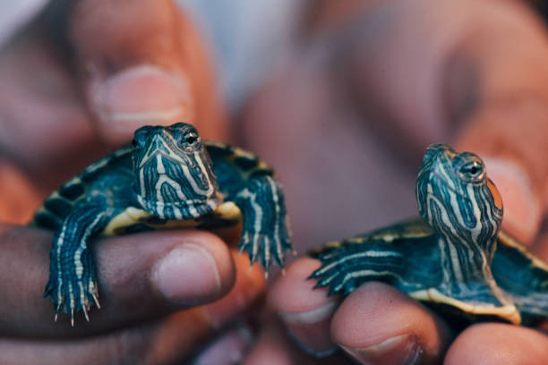 istock Hands of a child holding ‘Red eared slider turtles’ 1145016022