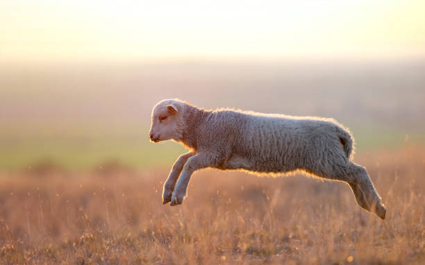 cute lambs running on field in spring stock photo
