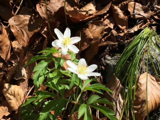 istock White alpine anemone flowers on green meadow 1145016643