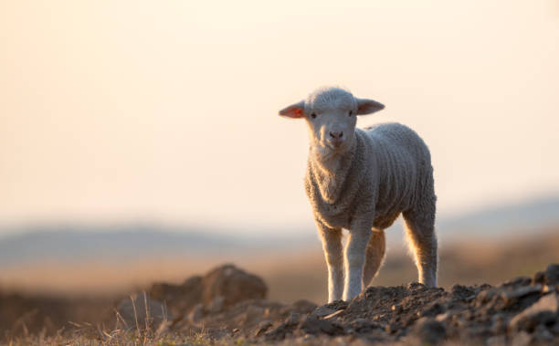 istock cute little lamb on fresh spring green meadow during sunrise 1145017340