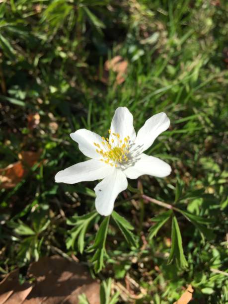 istock White alpine anemone flowers on green meadow 1145017421