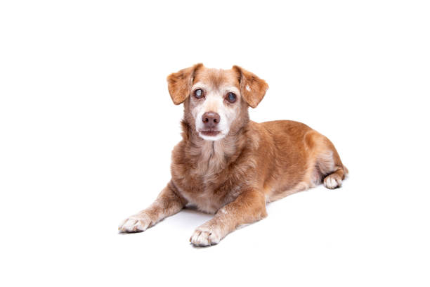 Senior dog with cataract in his eyes isolated on a white background. Senior dog with cataract in his eyes isolated on a white background. Dog at studio, pet insurance and veterinarian concept. insurance pets dog doctor stock pictures, royalty-free photos & images