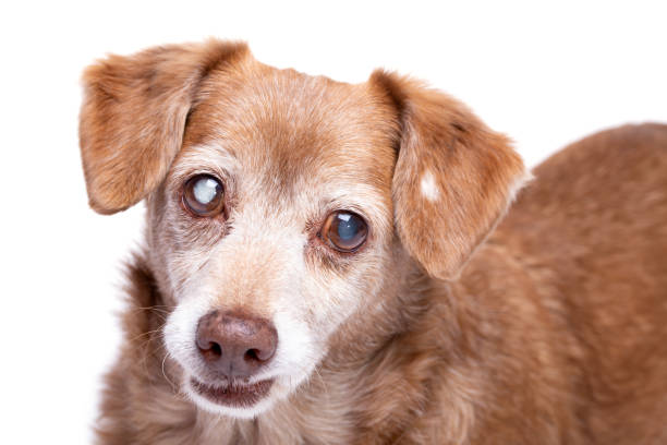 Senior dog with cataract in his eyes isolated on a white background. Senior dog with cataract in his eyes isolated on a white background. Dog at studio, pet insurance and veterinarian concept. insurance pets dog doctor stock pictures, royalty-free photos & images