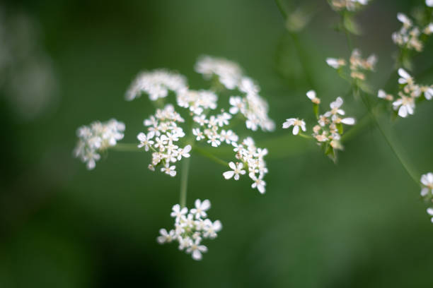 istock small white flowers on green background 1145018250