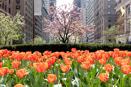 New York City, USA - April 23, 2019: Springtime bloom of tulips and cherry tree along Park Avenue.
